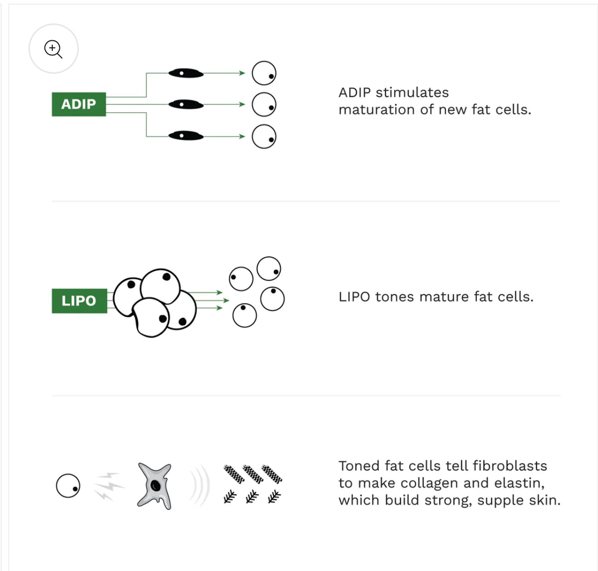 Adipeau Volume Cream